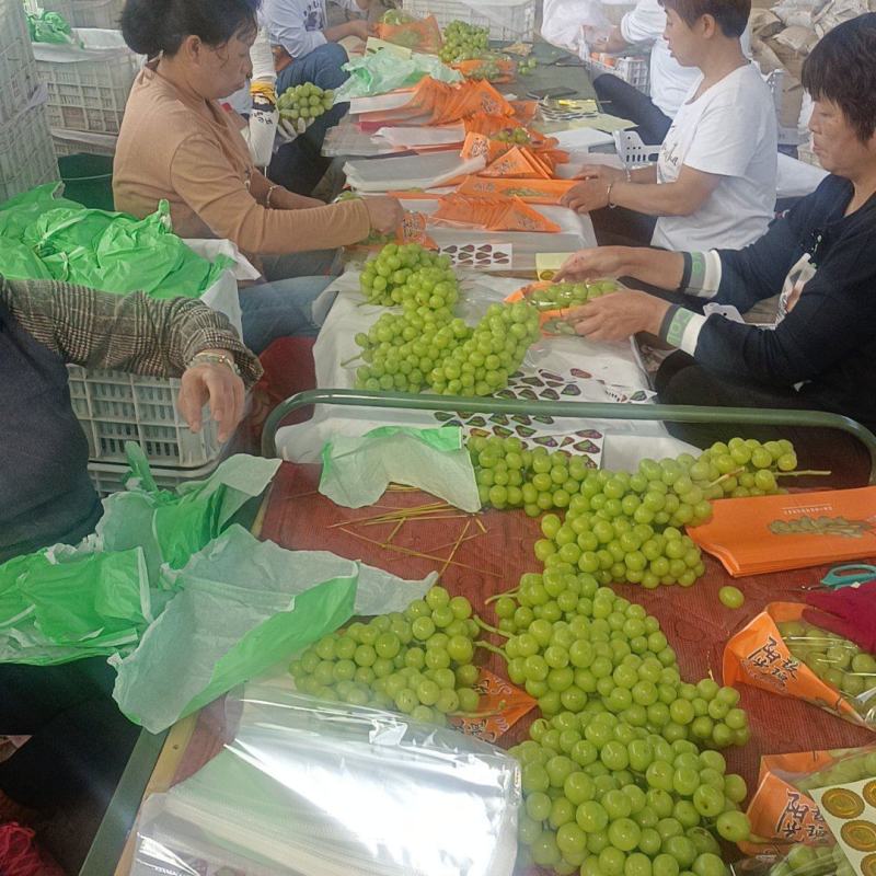 陕西渭南阳光玫瑰大量供应产地直发保质保量欢迎致电联系