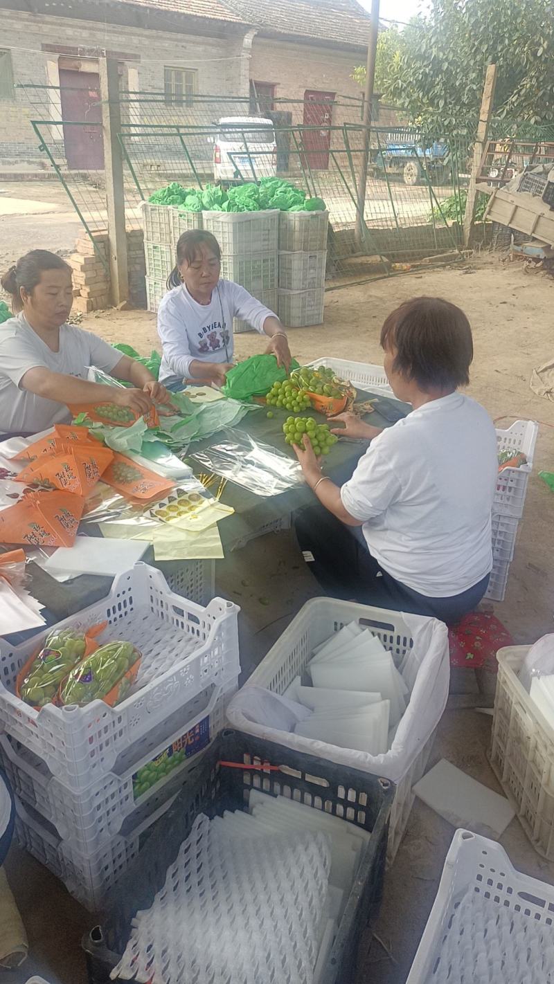 陕西渭南阳光玫瑰大量供应产地直发保质保量欢迎致电联系