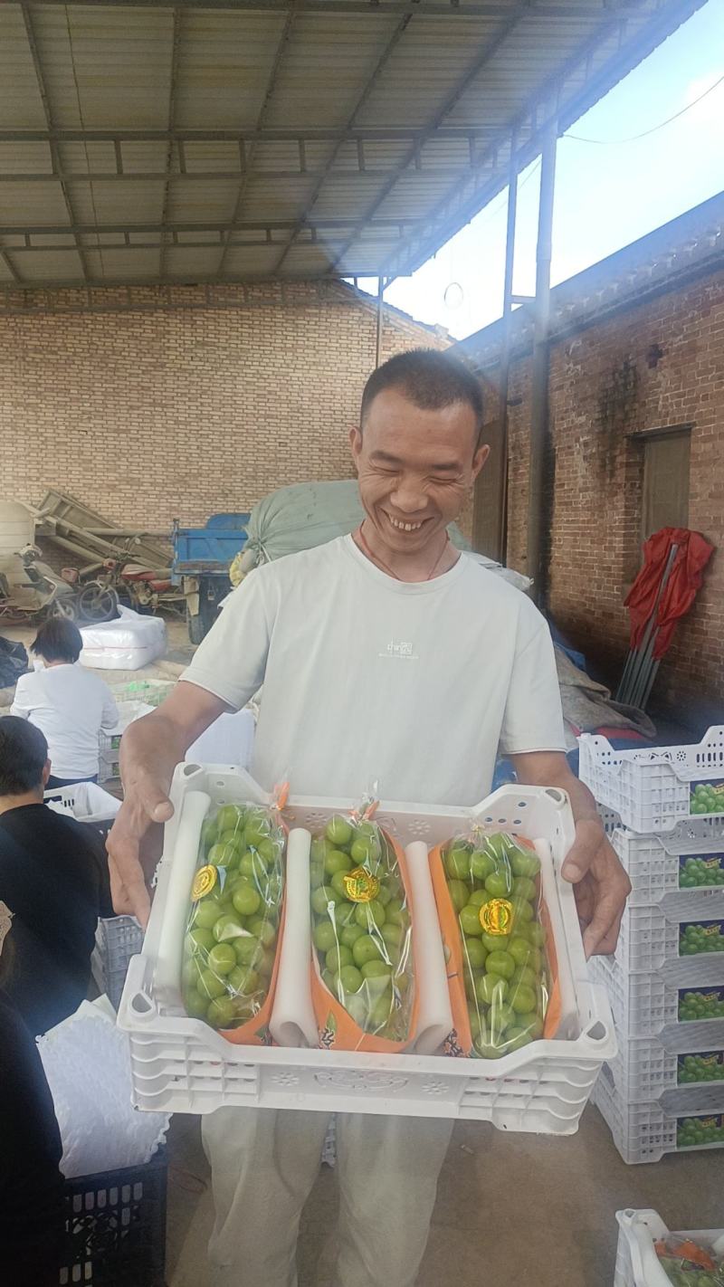陕西渭南阳光玫瑰大量供应产地直发保质保量欢迎致电联系