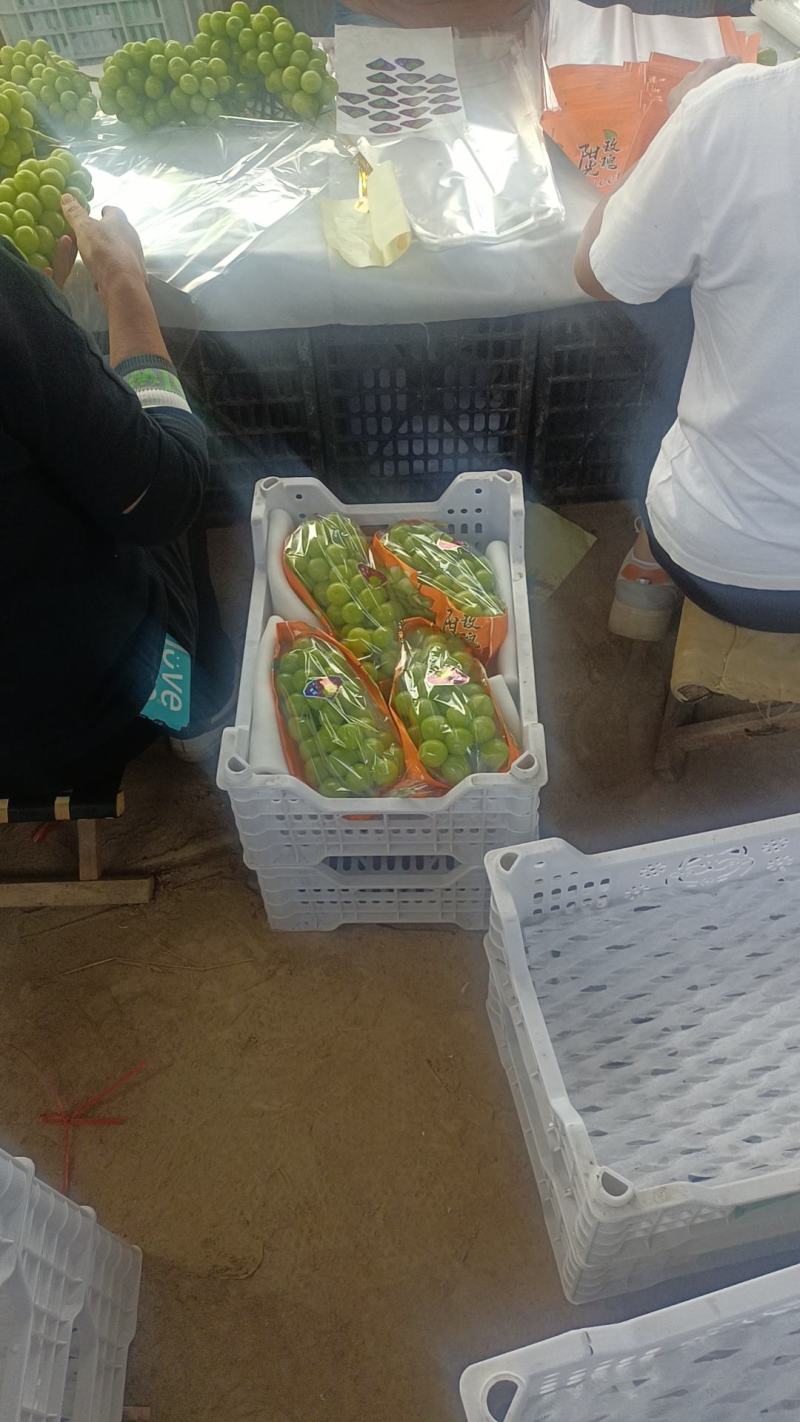 陕西渭南阳光玫瑰大量供应产地直发保质保量欢迎致电联系