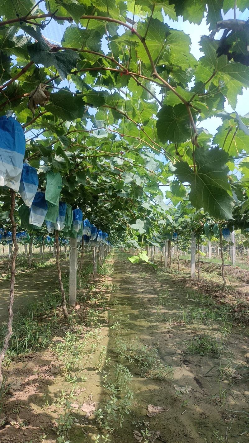陕西渭南阳光玫瑰大量供应产地直发保质保量欢迎致电联系