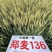 郑麦136小麦种子，原厂第一代原产量高，农户认可的好种子