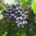 吐鲁番精品黑美人葡萄，价格真实产地直发品质保证