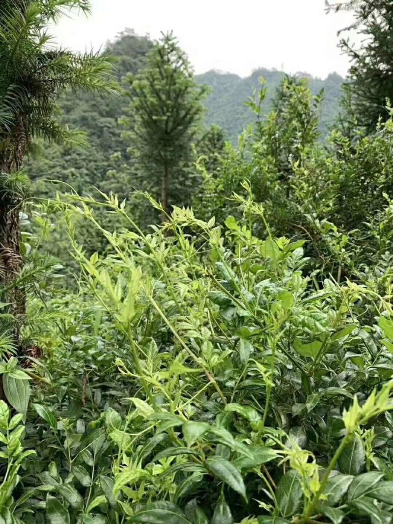 霉茶