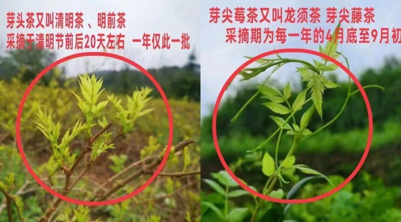霉茶