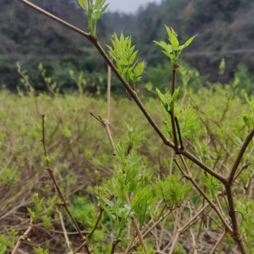 霉茶