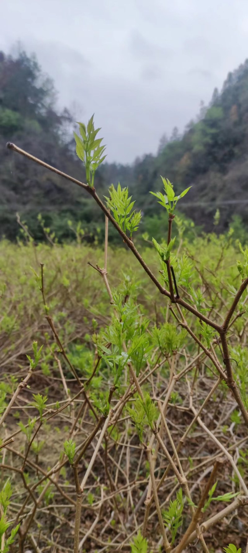 霉茶