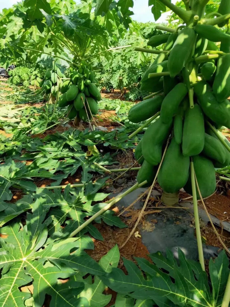 木瓜丝哄干货批发农家自制