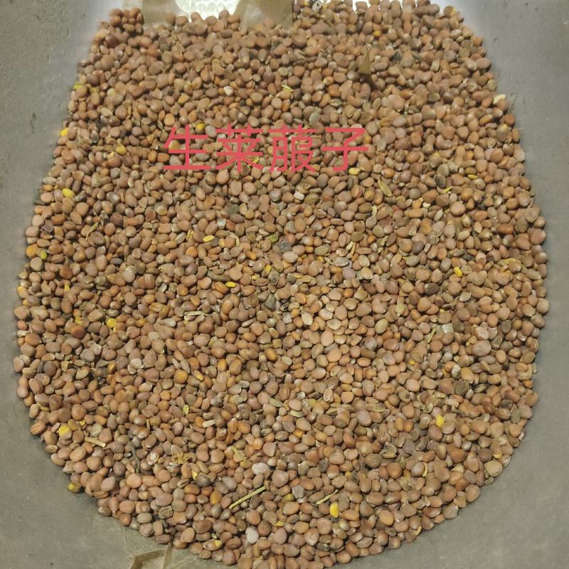 莱菔子，生莱菔子，一手货源，保质保量，批发各种中药材，欢