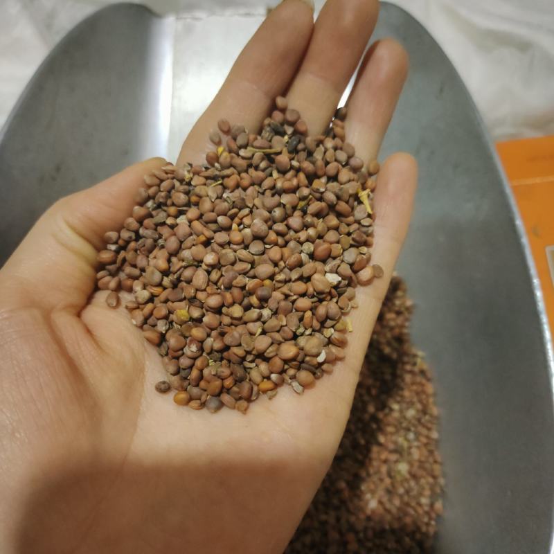 莱菔子，生莱菔子，一手货源，保质保量，批发各种中药材，欢