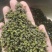 江津青花椒，精选无籽无刺，开口率80%，支持对接全国市场