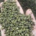 江津青花椒，精选无籽无刺，开口率80%，支持对接全国市场