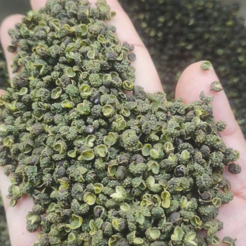 江津青花椒，精选无籽无刺，开口率80%，支持对接全国市场