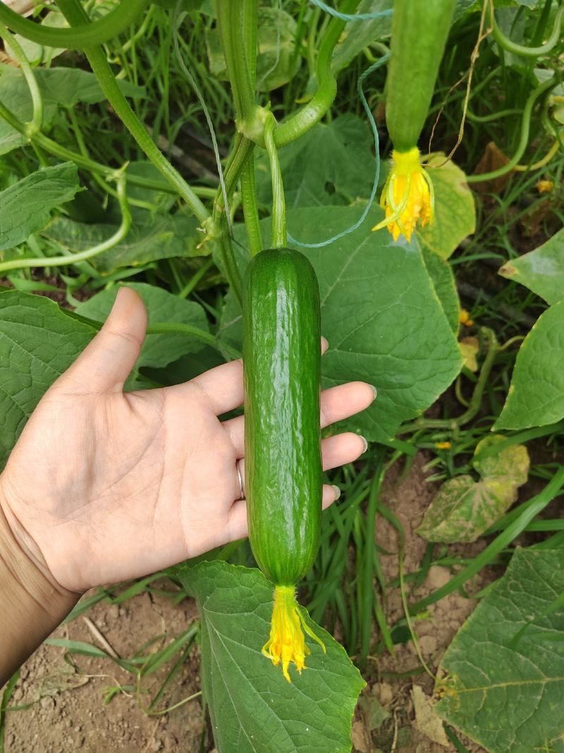 水果黄瓜，小乳瓜，产量高抗皴下单前咨询适合的品种