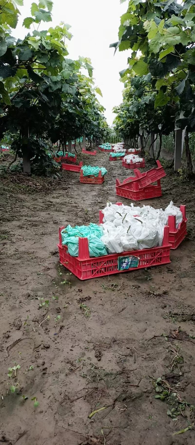 【实力推荐】砀山正宗阳光玫瑰葡萄糖度高产地量大熟度好