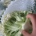 热卖精选菜花，松花菜，青梗白面小米粒菜花，产地直供。