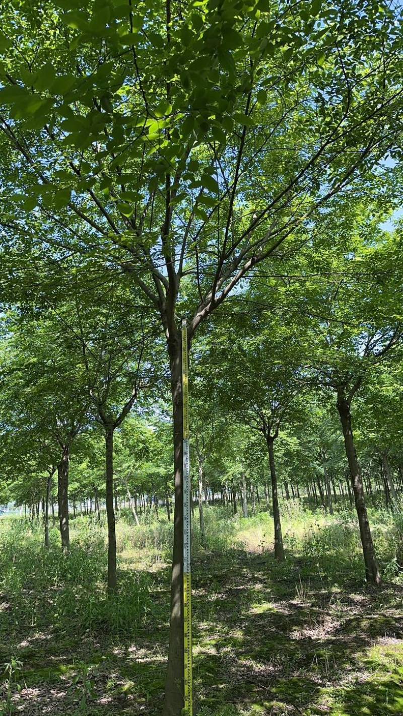 朴树
