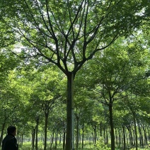 朴树