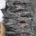 福建海带头，35-40公分长，精品货无污染，一手货源