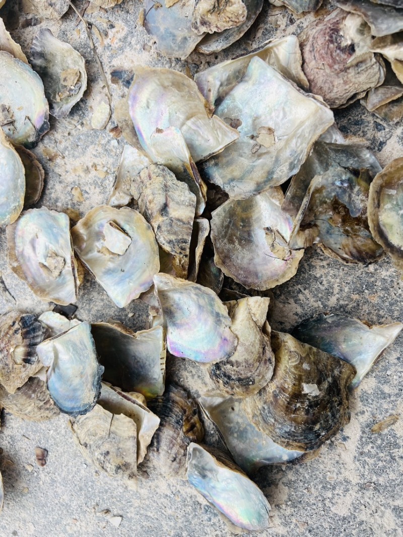 广西珍珠母水洗珍珠母规格齐全产地直供欢迎咨询