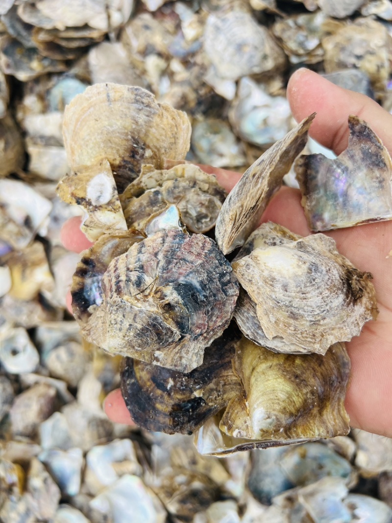 广西珍珠母水洗珍珠母规格齐全产地直供欢迎咨询