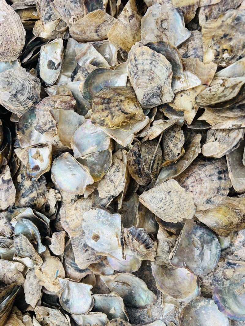 广西珍珠母水洗珍珠母规格齐全产地直供欢迎咨询