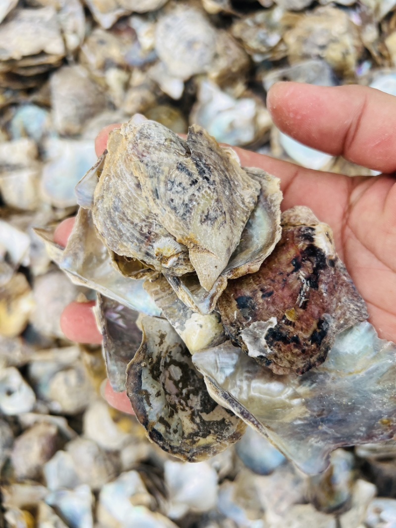 广西珍珠母水洗珍珠母规格齐全产地直供欢迎咨询