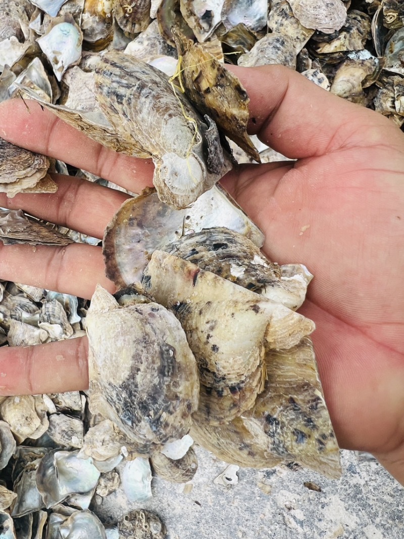 广西珍珠母水洗珍珠母规格齐全产地直供欢迎咨询