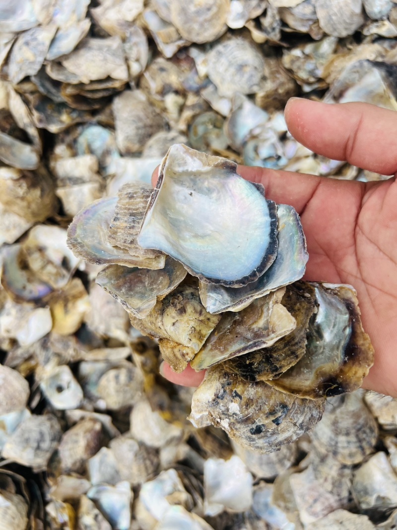 广西珍珠母水洗珍珠母规格齐全产地直供欢迎咨询