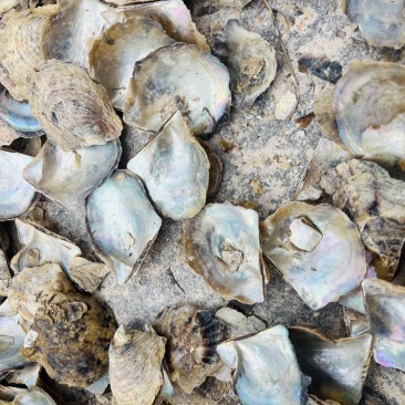 广西珍珠母水洗珍珠母规格齐全产地直供欢迎咨询