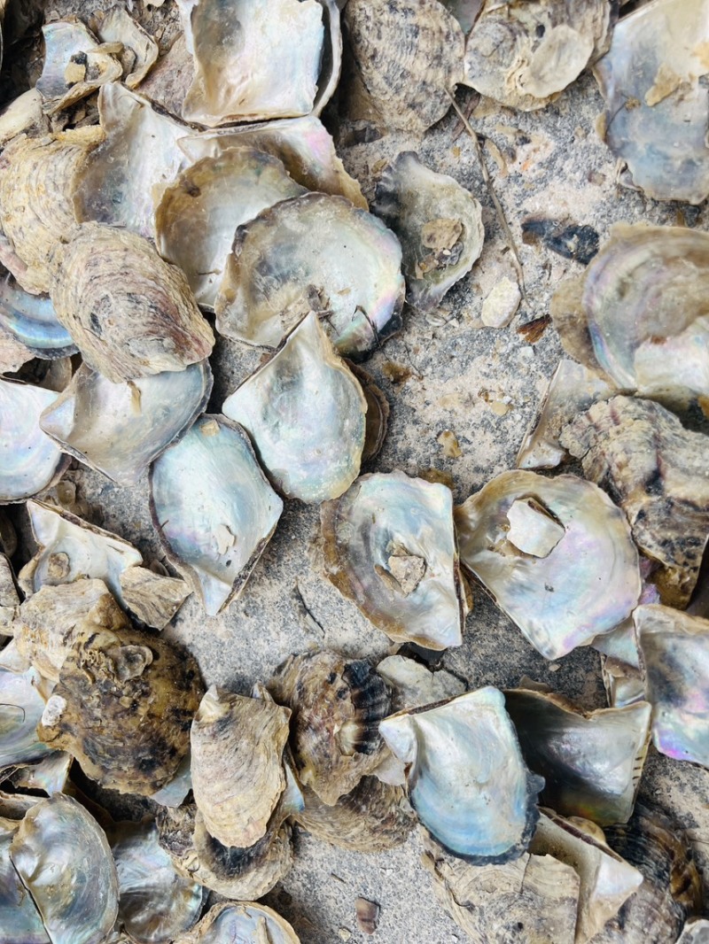 广西珍珠母水洗珍珠母规格齐全产地直供欢迎咨询