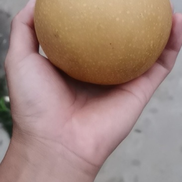 秋月梨