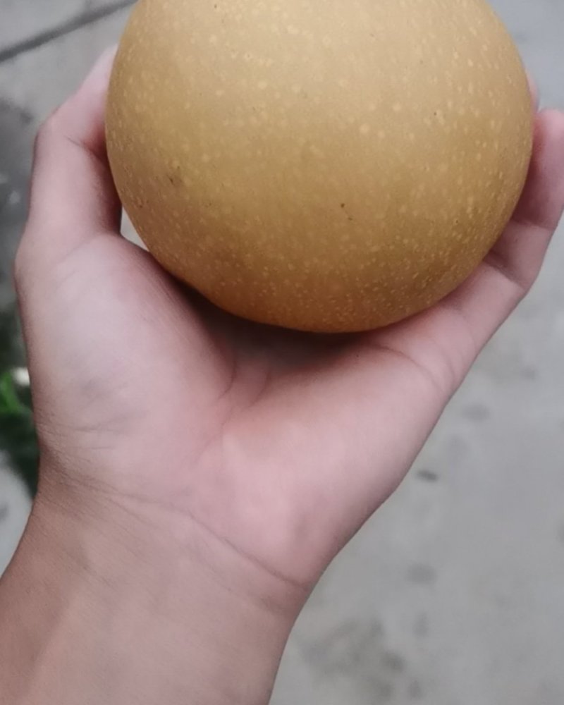 秋月梨