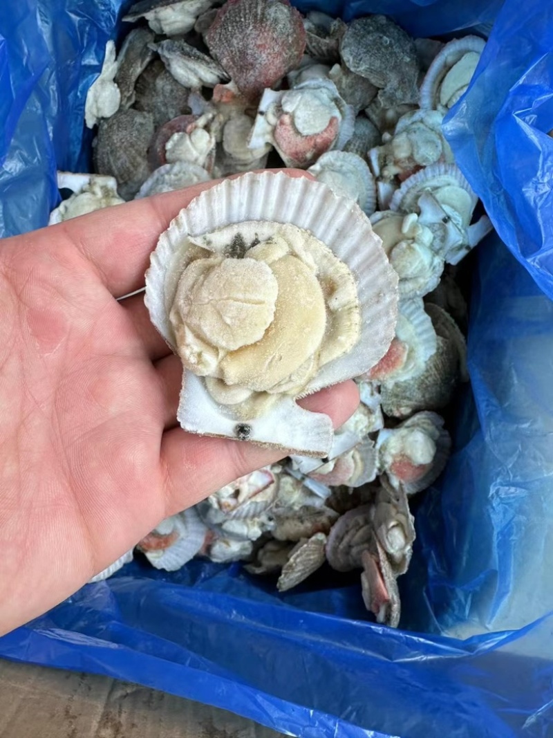 半壳扇贝半壳小红贝烧烤专用半壳贝干冰小红贝半壳扇贝