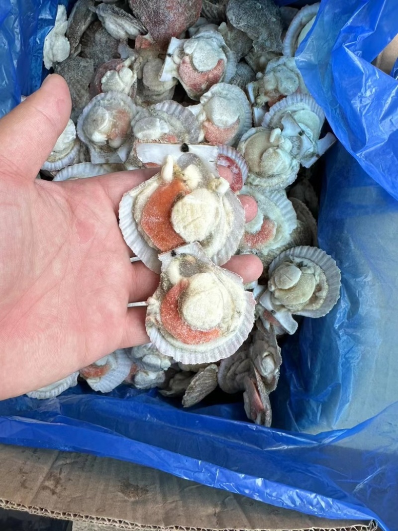 半壳扇贝半壳小红贝烧烤专用半壳贝干冰小红贝半壳扇贝