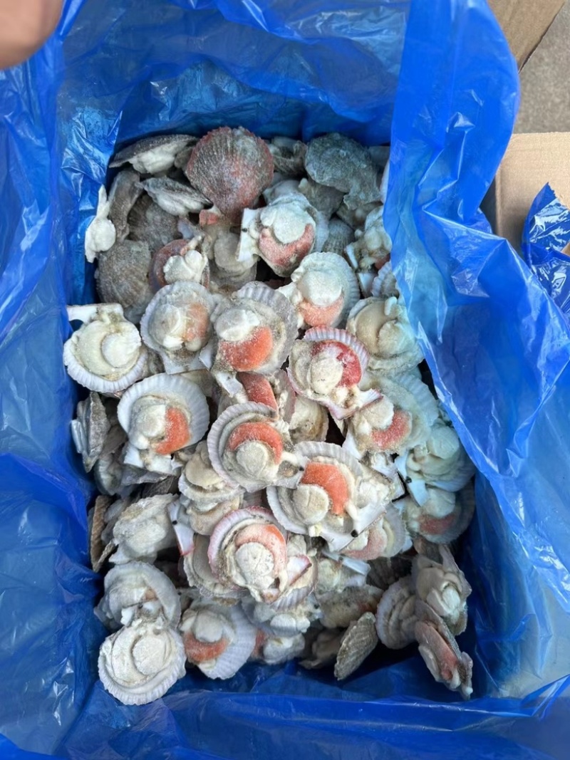 半壳扇贝半壳小红贝烧烤专用半壳贝干冰小红贝半壳扇贝