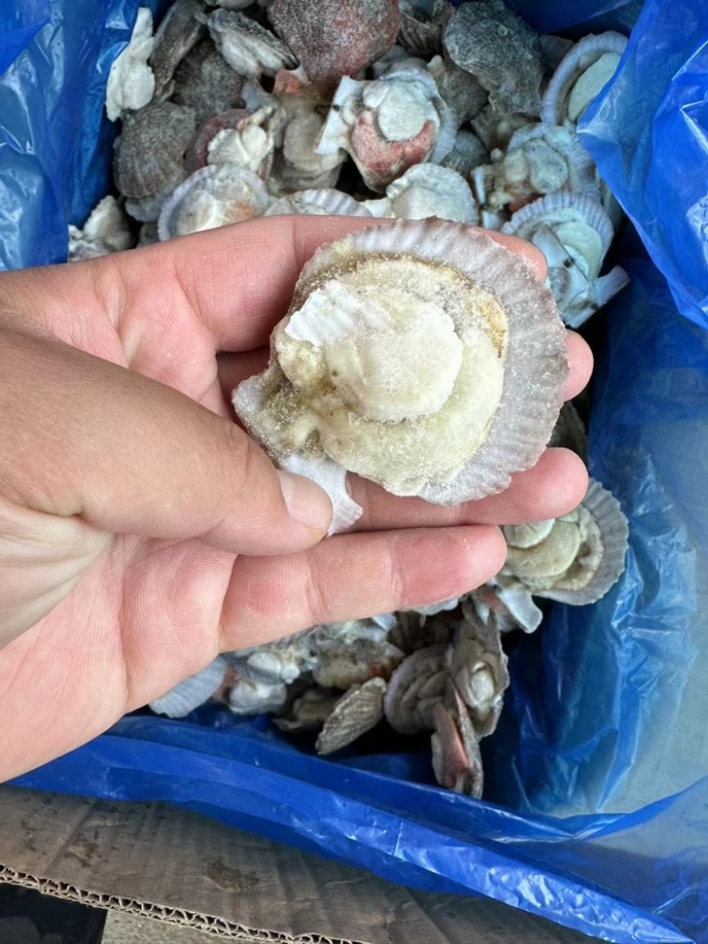 半壳扇贝半壳小红贝烧烤专用半壳贝干冰小红贝半壳扇贝