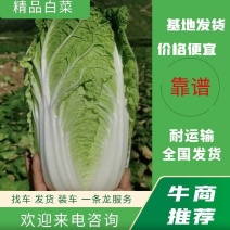 黄心大白菜品质好价格公道全国发货欢迎咨询