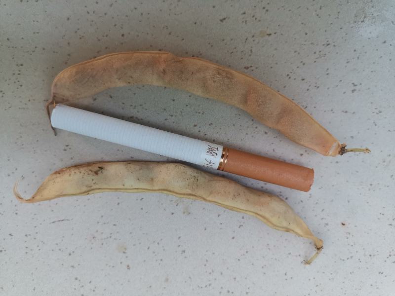 祁连山水培育的红豆种子