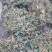 祁连山水培育的红豆种子