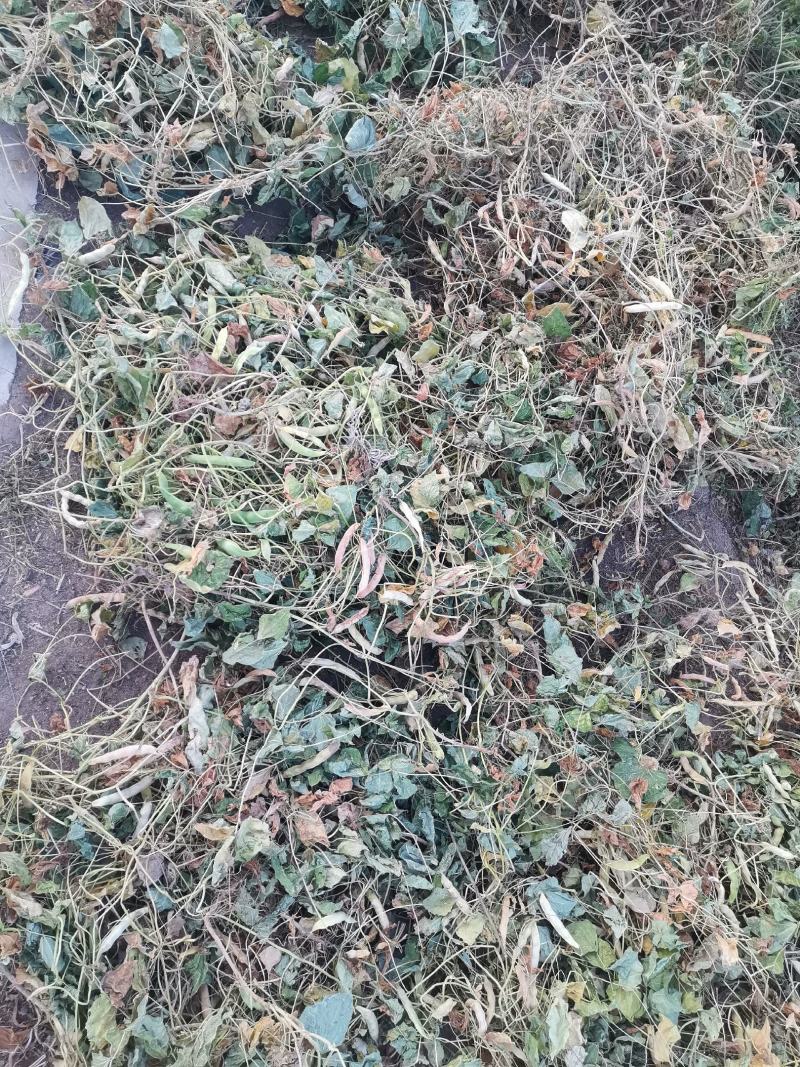 祁连山水培育的红豆种子
