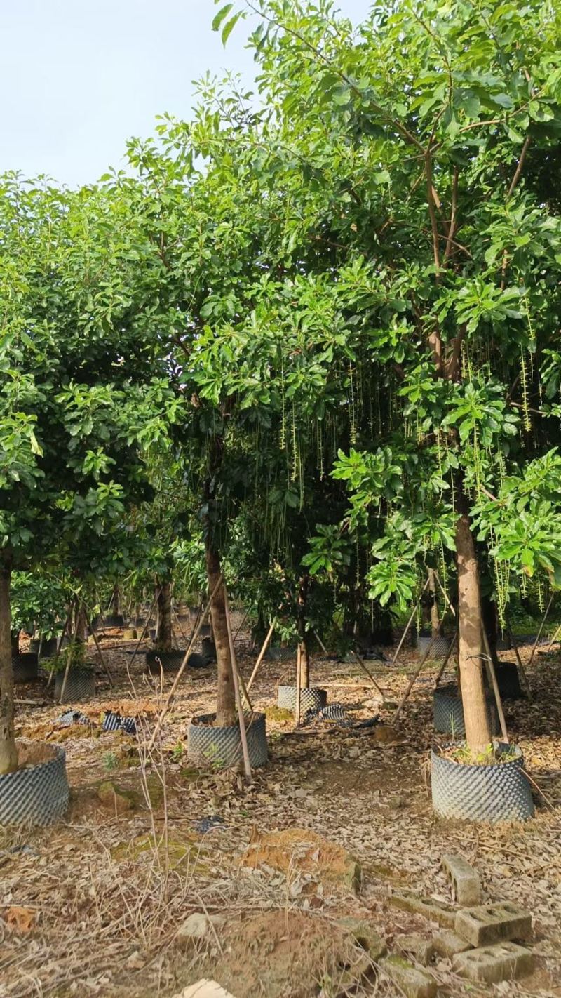 红花玉蕊6-8-10公分，大量现货，有需要的联系