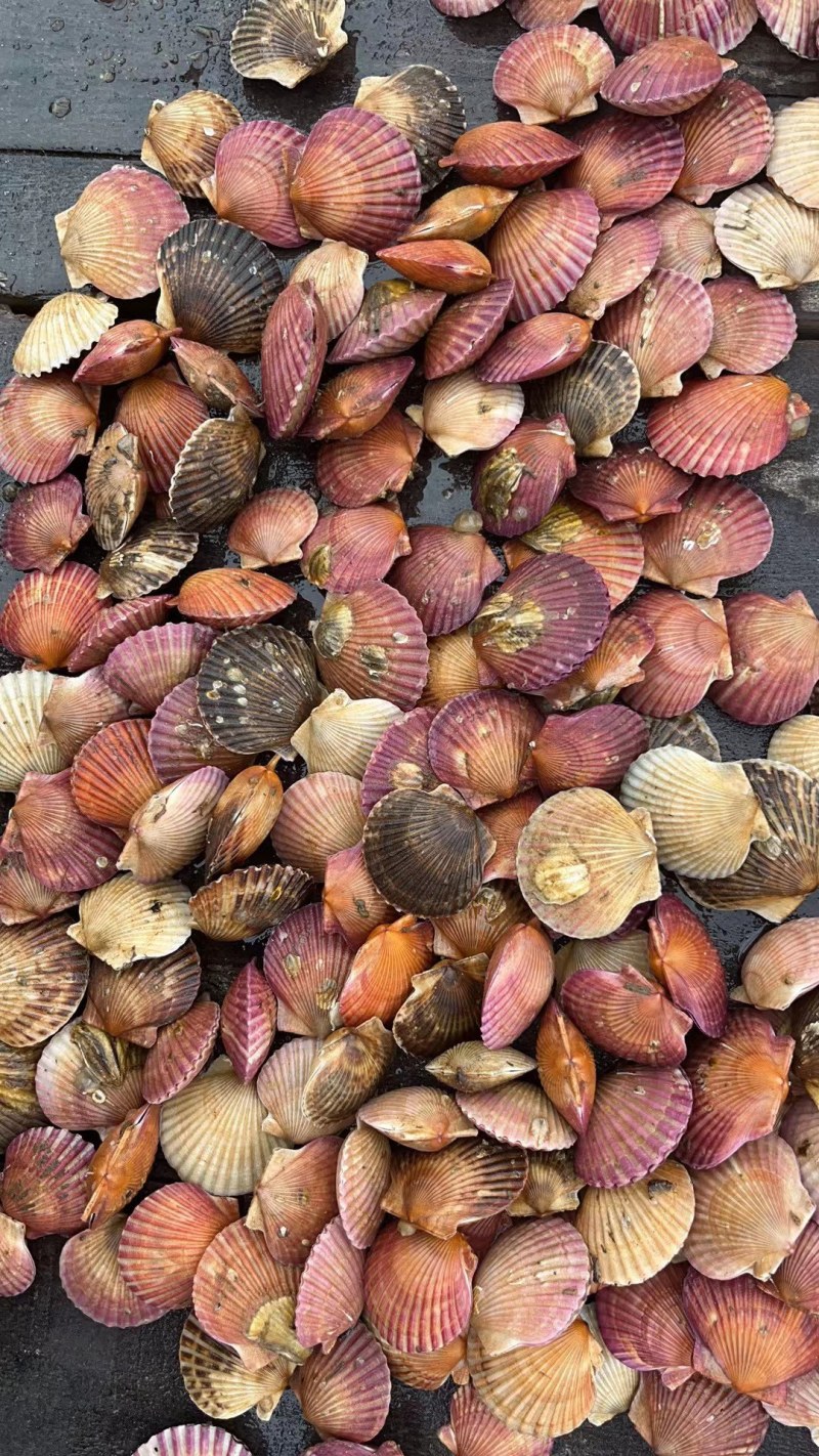 海湾贝，港湾贝