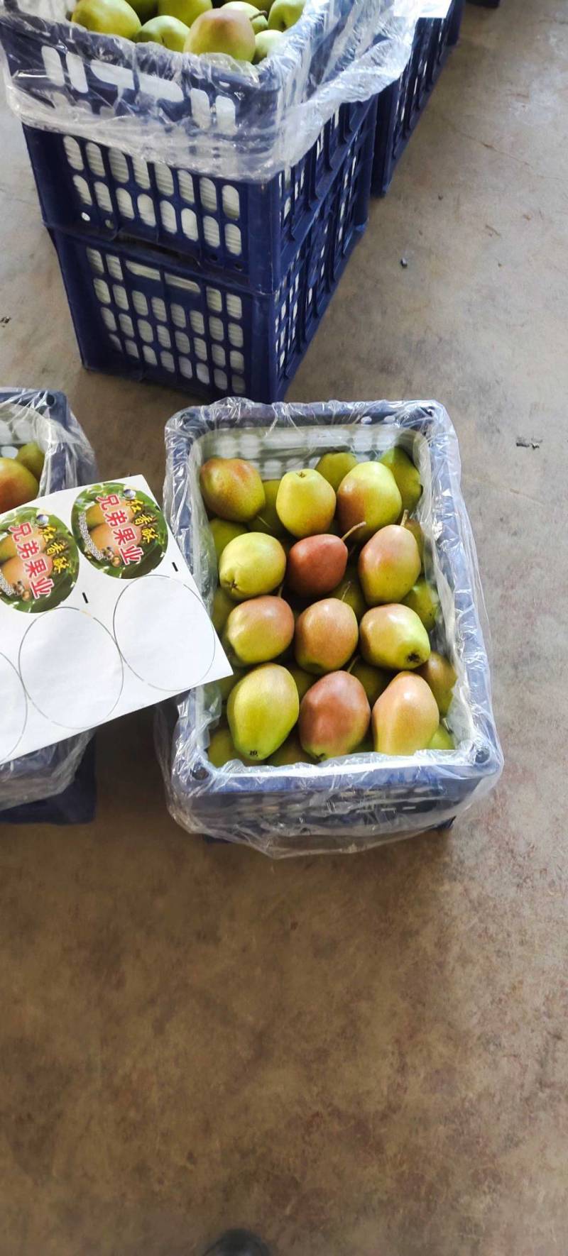 万荣县红香酥梨，香甜可口，产地直发，一手货源