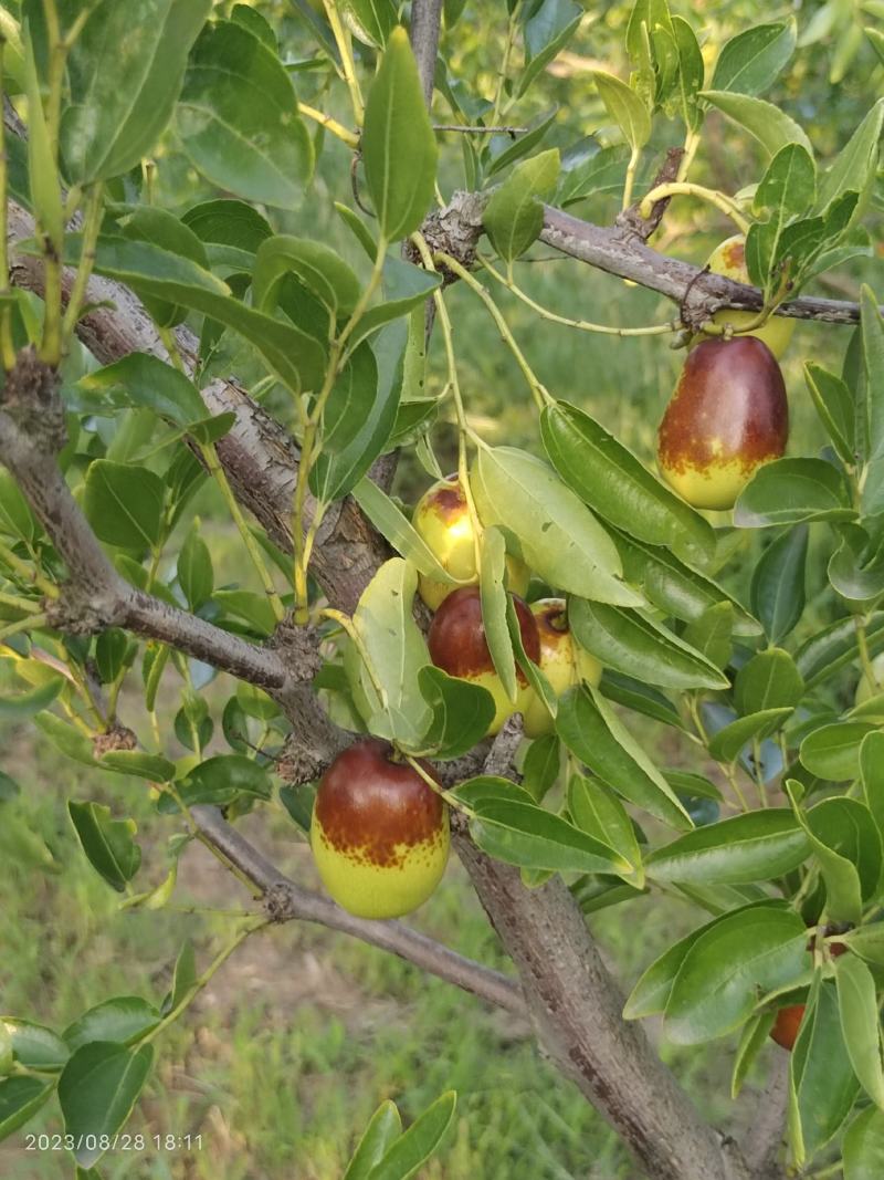 鲜枣鸡心枣