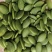 南瓜籽批发去壳生南瓜仁南瓜子新货食品级生南瓜子