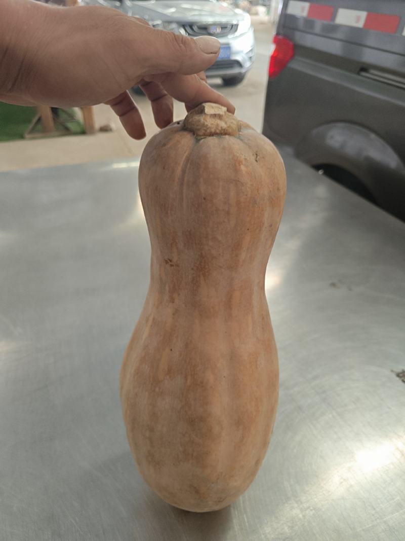 蜜本南瓜货源充足，量大从优，对接全国市场，欢迎咨询。