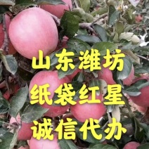 山东潍坊纸袋红星个大，颜色好！代收代发【实价实报】