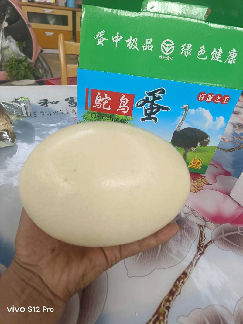 成年非洲鸵鸟
