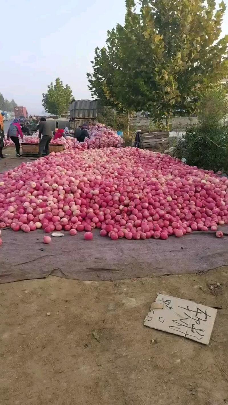 烟台栖霞红富士苹果，大量上市。需要的可以实地考察